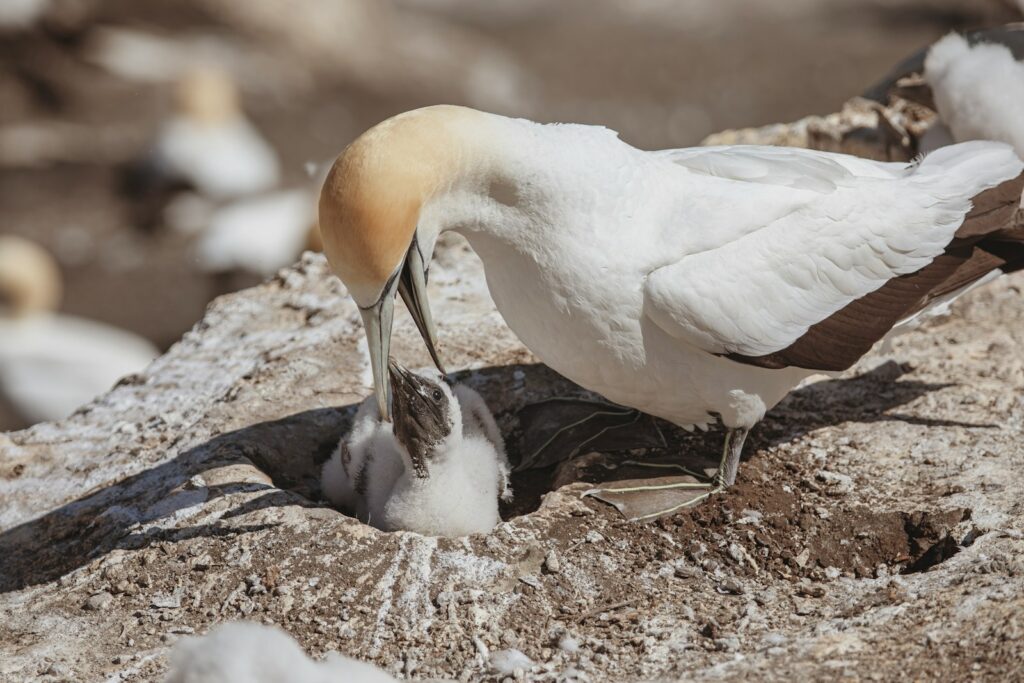Gannet feeding its chick in a ground nest.