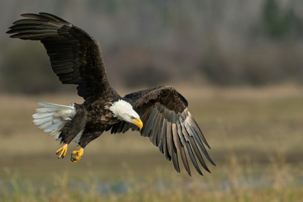A bald eagle with a white head and tail soars with its wings spread.