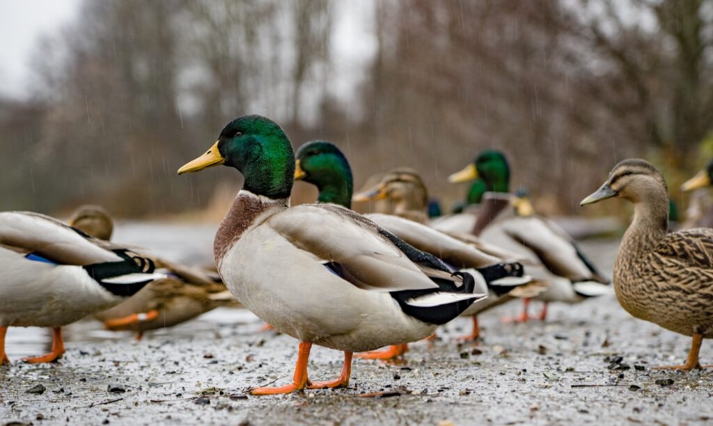 Several Mallard ducks stand on a wet surface.