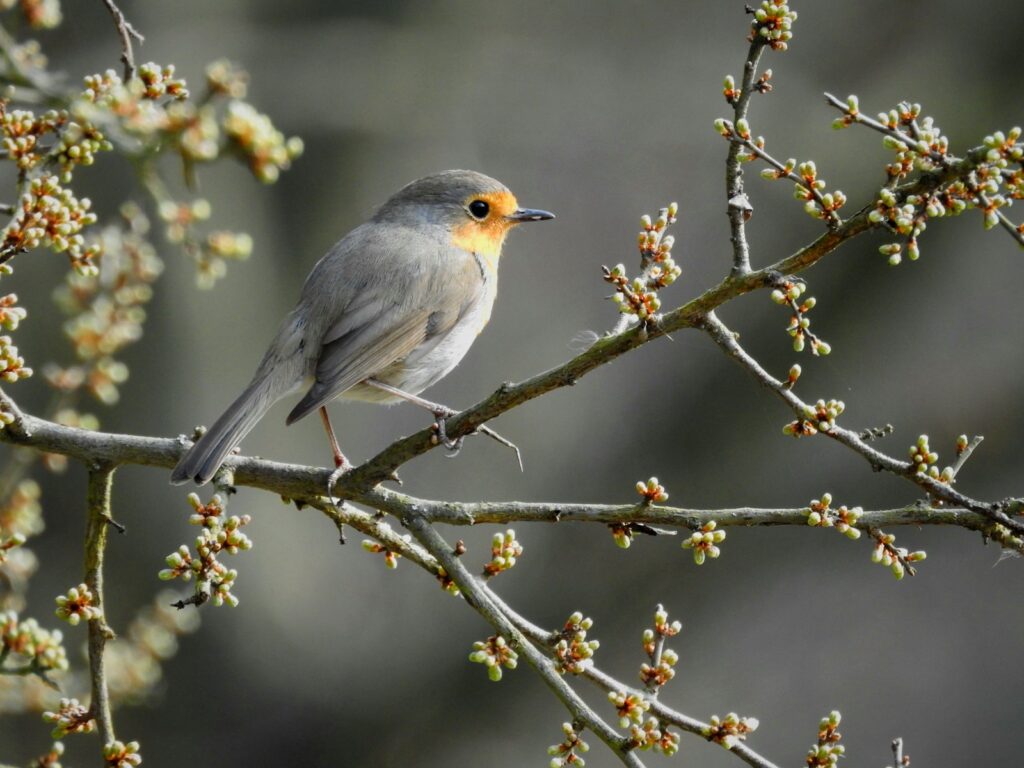 A European robin with a rusty orange breast perches on a budding branch.