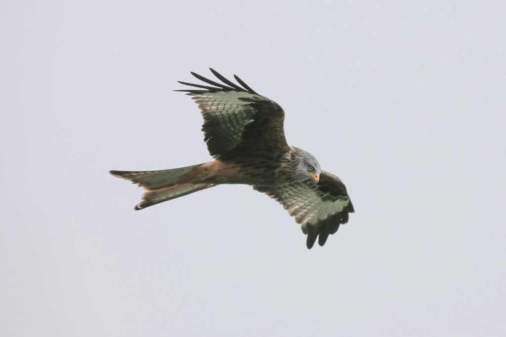 Falcon bird flying in the sky.