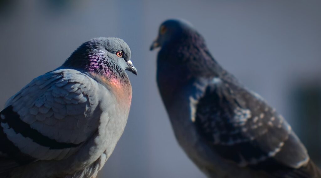 Two pigeons are facing each other closely.