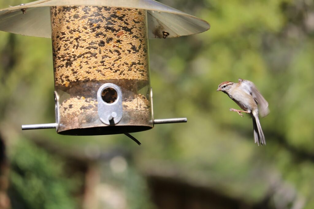 A chipping sparrow flies toward a hanging bird feeder filled with seeds.
