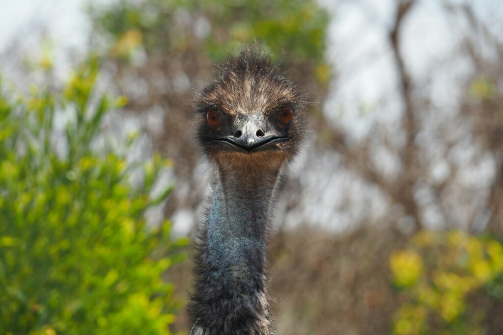 A close-up of an Emu's head and neck.