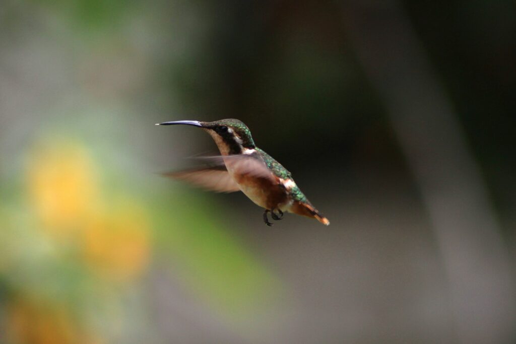 A Gorgeted Woodstar flies with blurred wings.