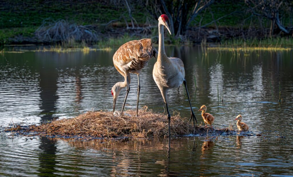 Sandhill cranes watch over their chicks in the water.