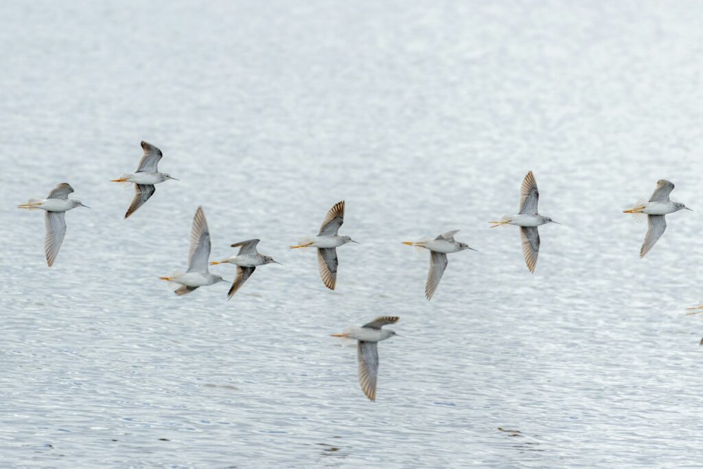 A flock of Common Greenshanks with long greenish legs and gray plumage flies over a calm, light-colored body of water.