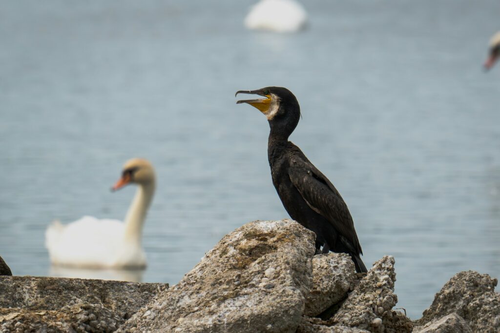 A bird sitting on a rock near a body of water.