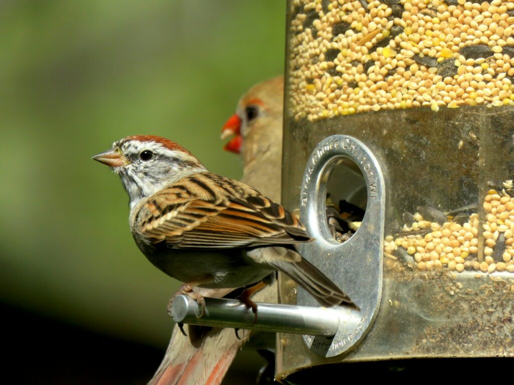 A chipping sparrow perches on a bird feeder, with another bird visible in the background.