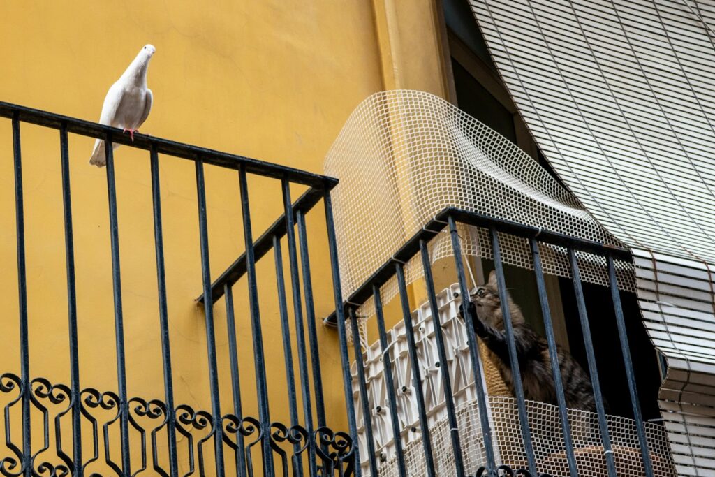 A cat looks up at a white dove on a balcony railing.