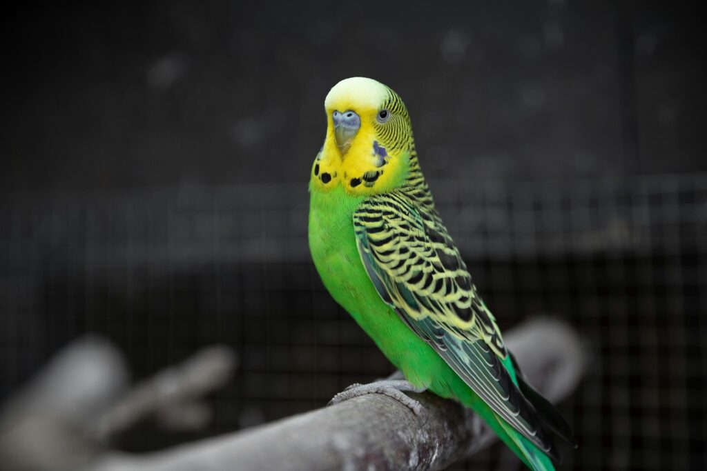 A green and yellow budgerigar perches on a branch.
