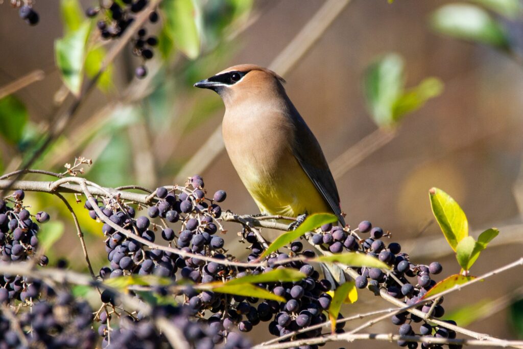 A Cedar Waxwing with yellow underparts perches among dark berries and green leaves.