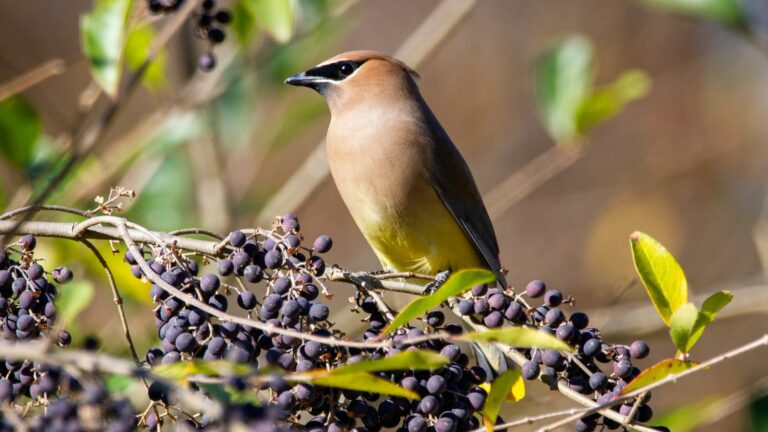 A Cedar Waxwing with yellow underparts perches among dark berries and green leaves.