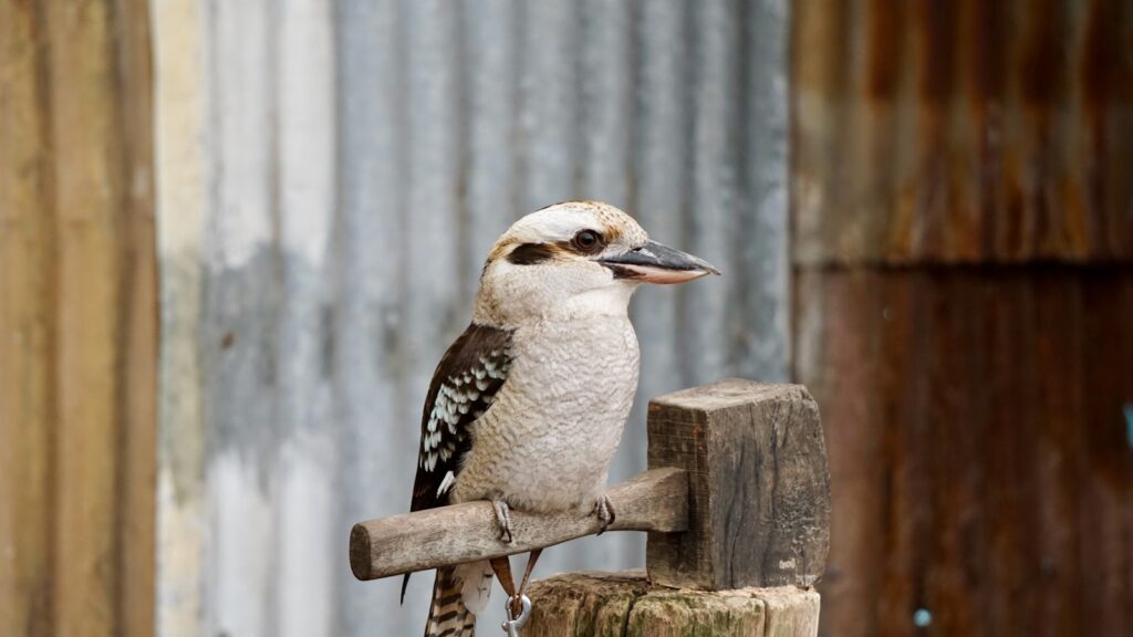 A laughing kookaburra with a white head and dark eye stripe perches on a wooden support.