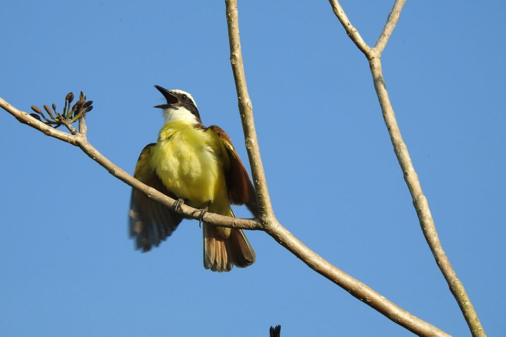 A Great Kiskadee sings while perched on a branch.