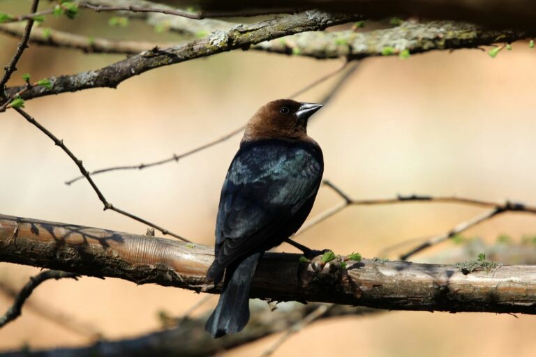 A brown-headed cowbird with a brown head and dark body perches on a branch.