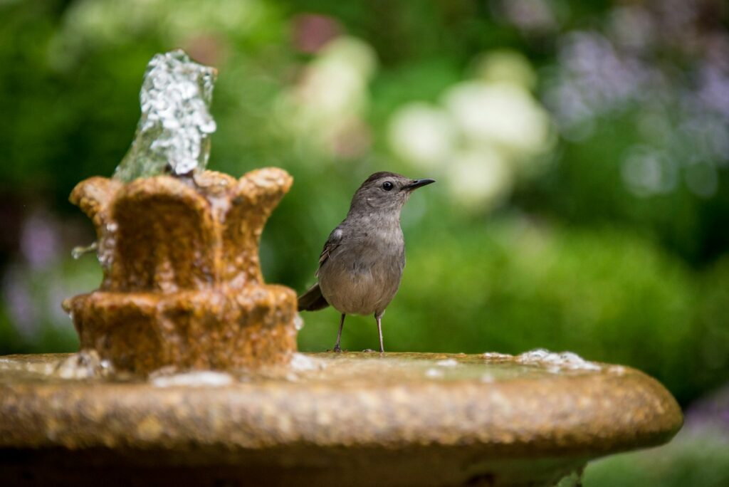 A gray catbird stands near a small, ornate fountain with flowing water.
