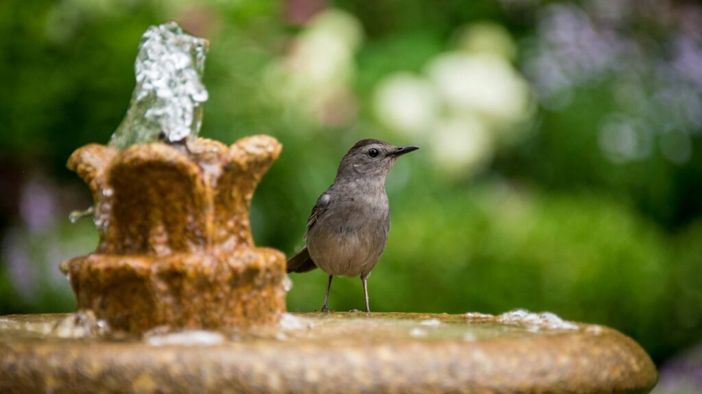 A gray catbird stands near a small, ornate fountain with flowing water.