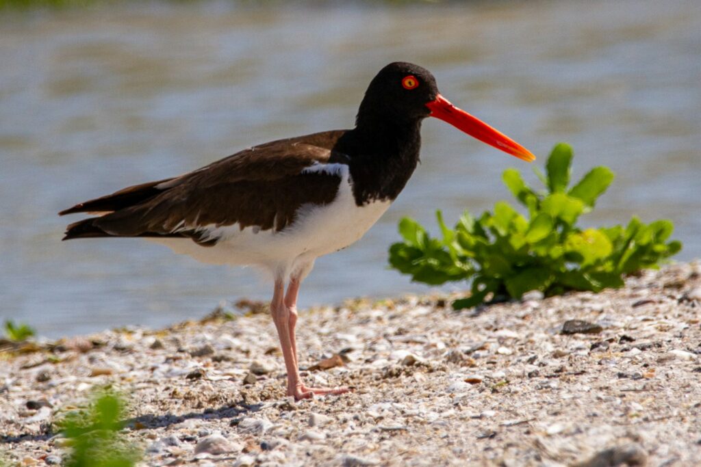 American Oystercatcher stands out with its bright beak.