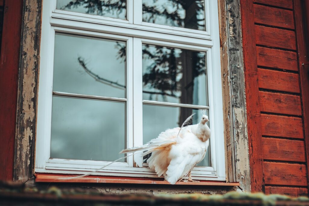 A white peafowl rests on a windowsill.