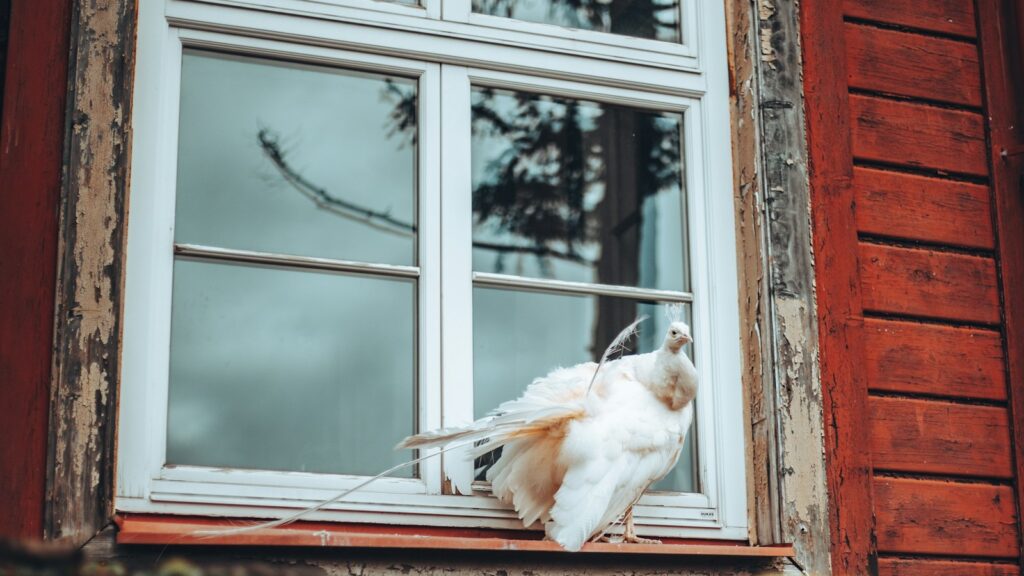 A white peafowl rests on a windowsill.