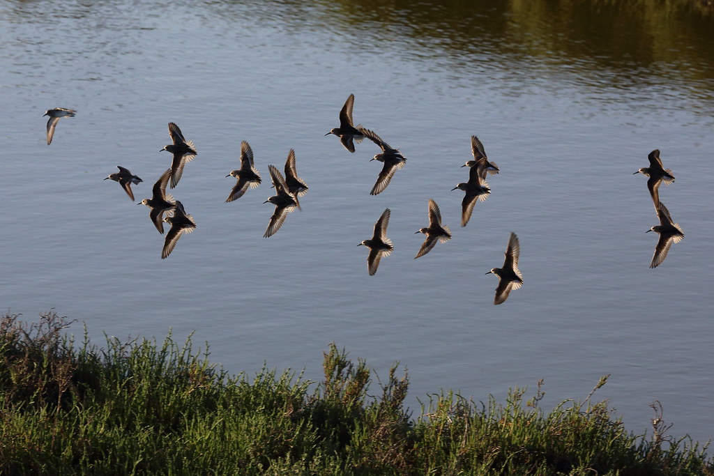 A flock of sandpipers flies over the water.