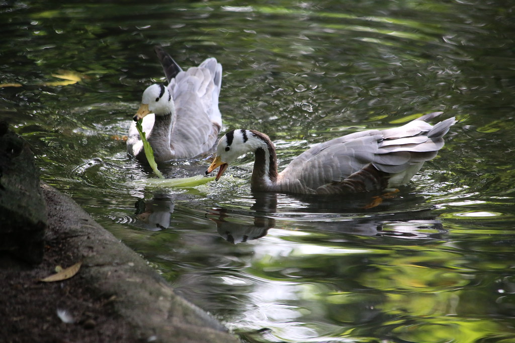 Two Bar-headed geese flying with wings spread.