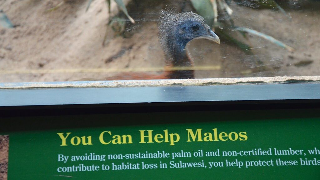 Maleo bird behind glass enclosure