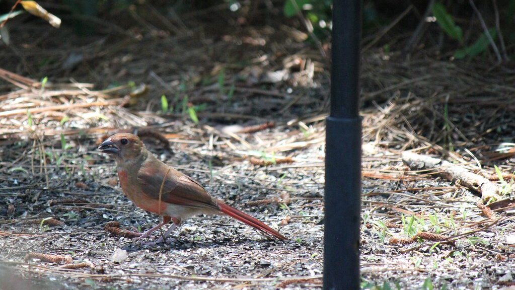 Juvenile Northern Cardinal eating seeds on the ground
