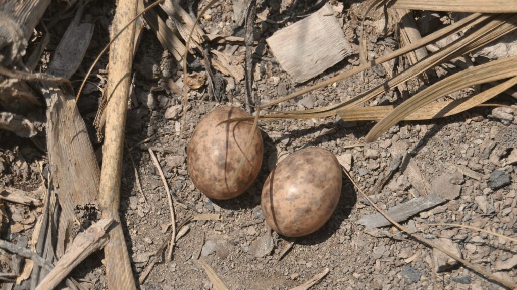 Nightjar eggs on the ground