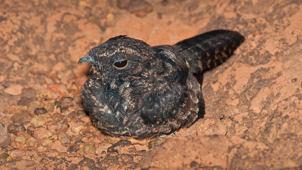 Nightjar sitting on a rocky surface
