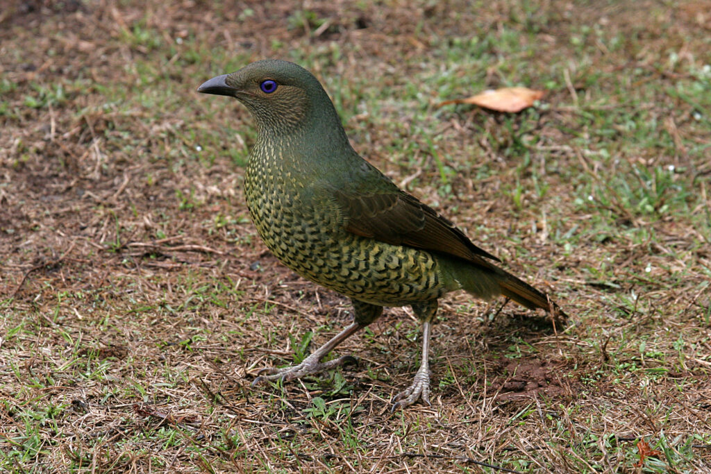 A female Satin Bowerbird with greenish-brown plumage and patterned underparts.