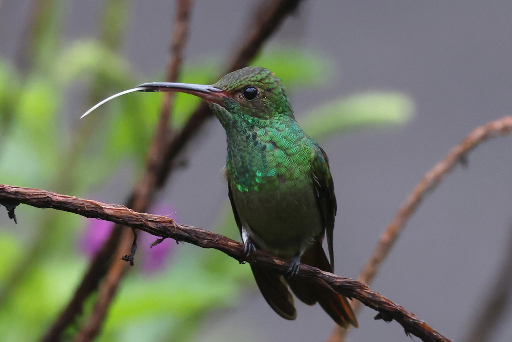 A Rufous-tailed hummingbird with iridescent green plumage perches on a twig, its tongue visible.