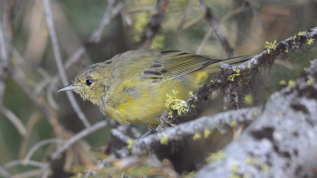 Molting warbler perched quietly between tree branches