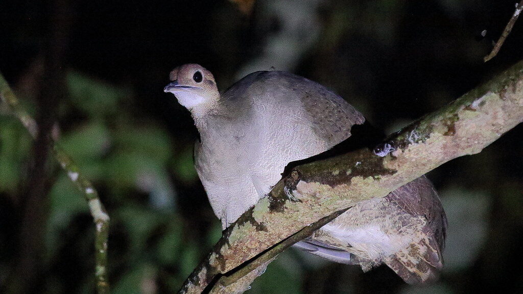 Great Tinamou perched on tree branch at night