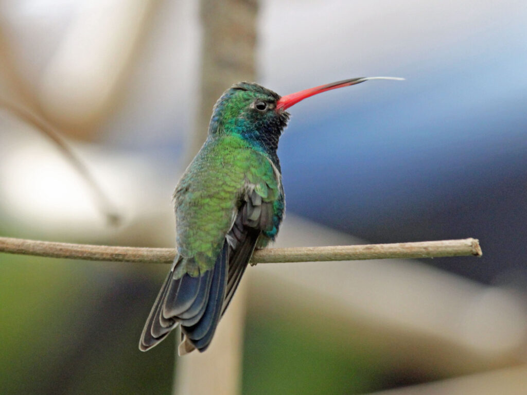 A Broad-billed hummingbird perches on a branch, its long, red bill and iridescent green plumage visible.