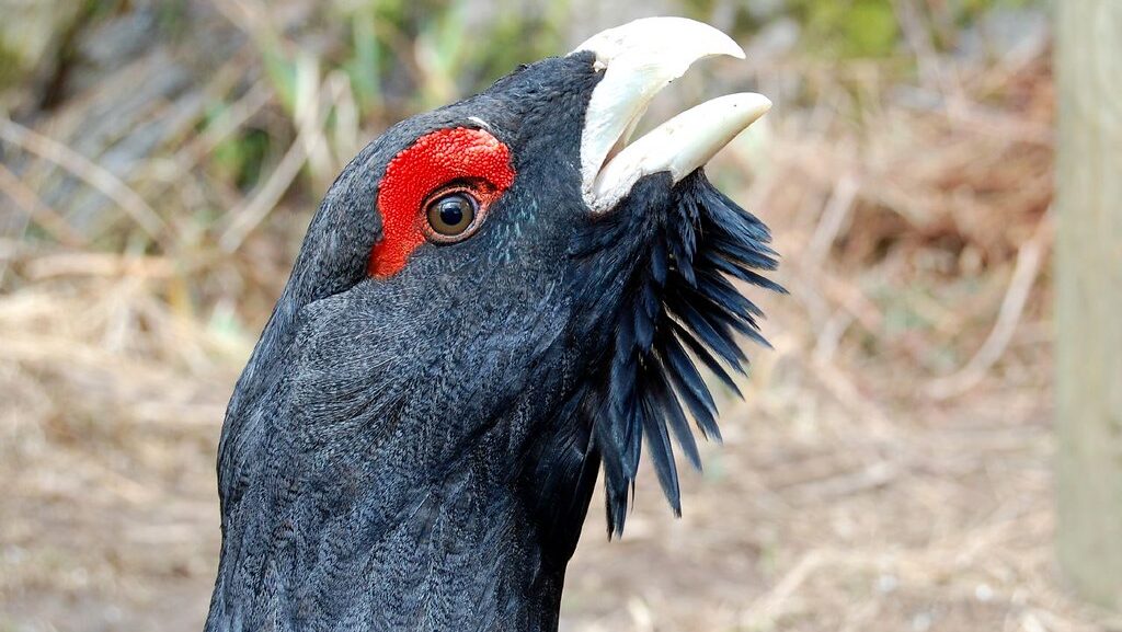 Capercaillie vocalizing, captured in a close-up shot