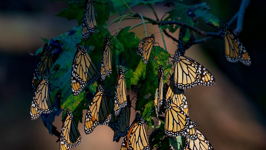 Monarch butterflies roosting in the evening, resting on tree branches