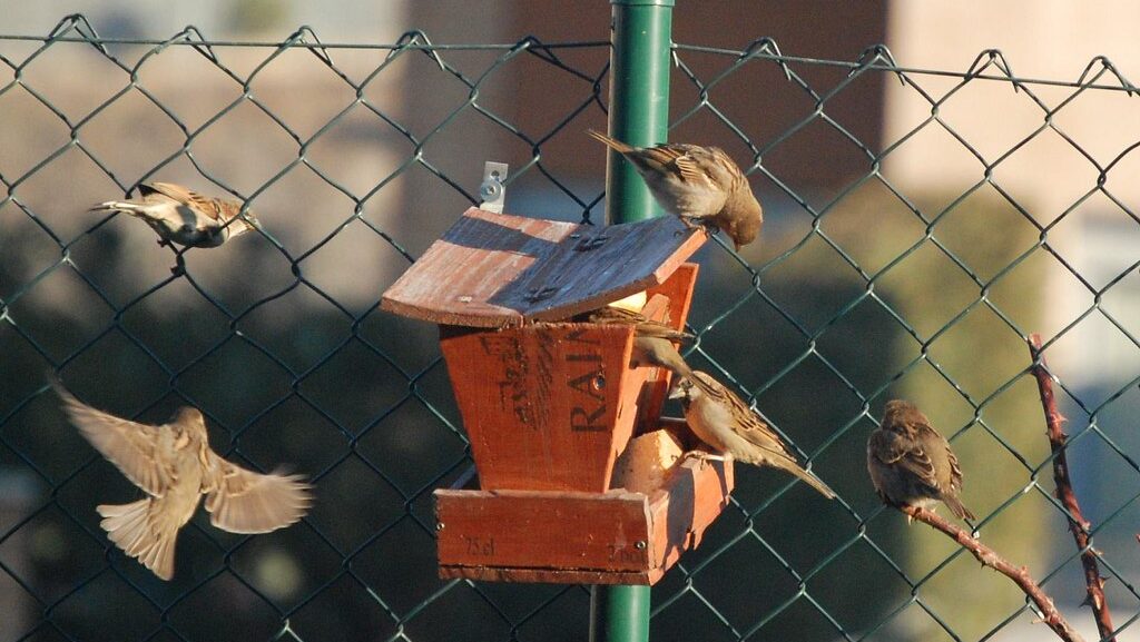 Birds gathering around a handmade DIY bird feeder in a backyard