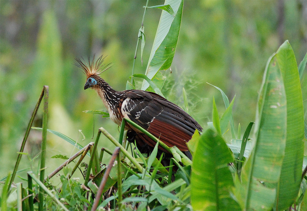 A hoatzin with a spiky crest stands among lush green foliage.