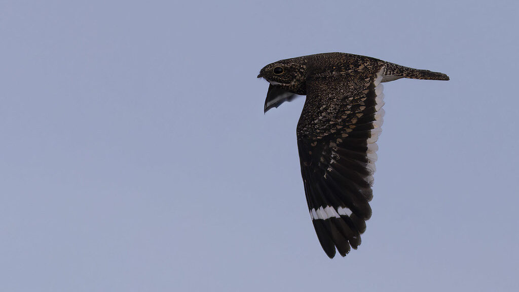 Nightjar flying across the sky
