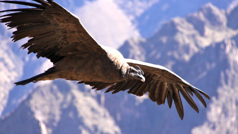 An Andean condor flies over mountains.