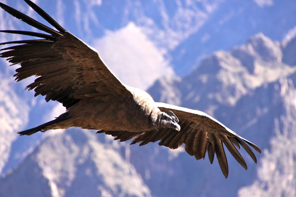An Andean condor flies over mountains.