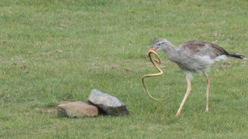 Red-Legged Seriema holding a snake in its beak
