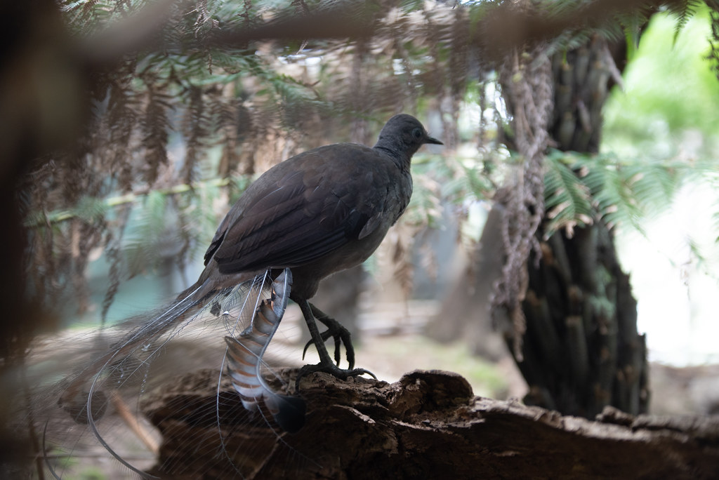 A Superb Lyrebird stands on a log, displaying its elegant tail feathers.