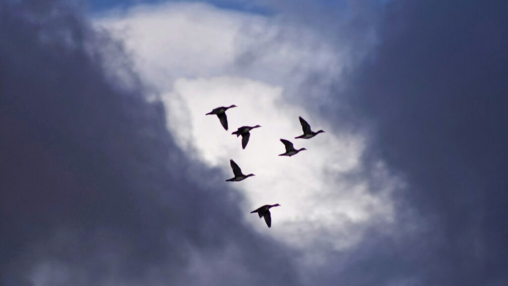 Flock of geese flying in the sky with dark clouds in the background.