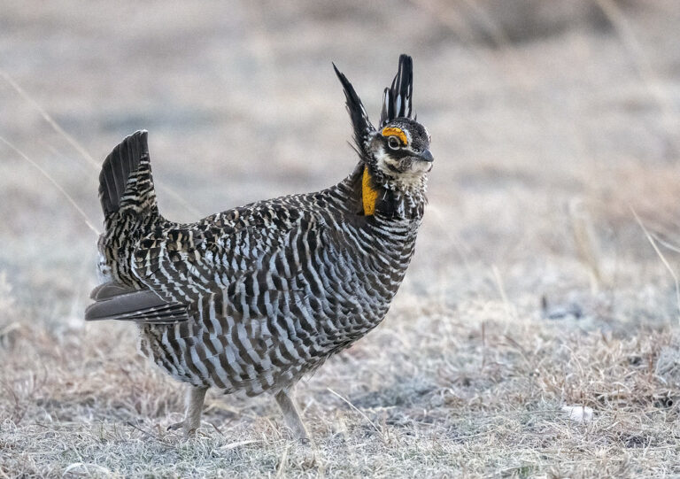 A Greater Prairie Chicken with striped plumage and distinctive head feathers stands in a field.