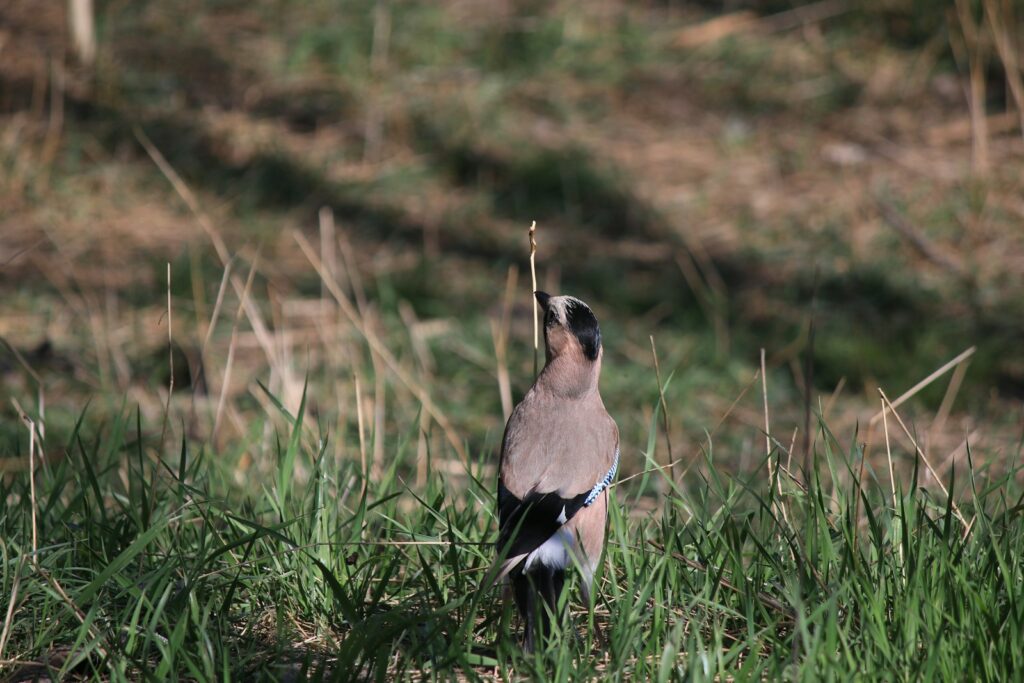 Eurasian Jay with blue wing patches stands in tall grass.