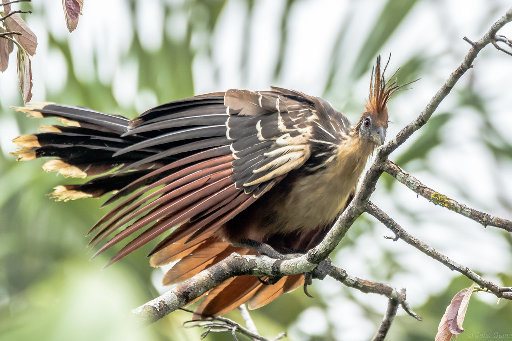 A Hoatzin is perched on a leafy branch.