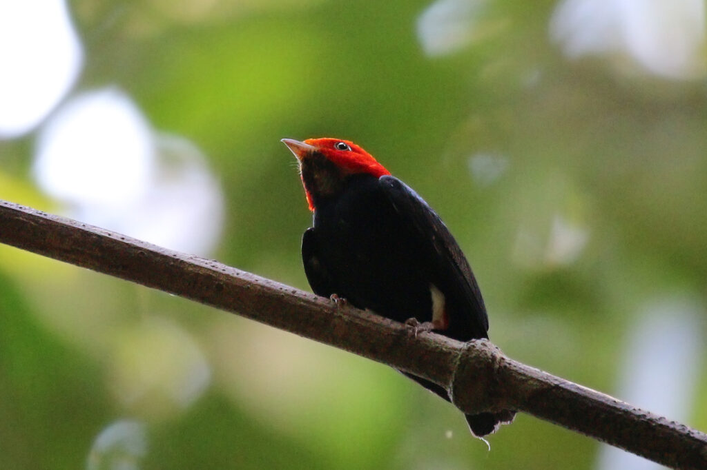 A Red-headed Manakin perches on a branch.